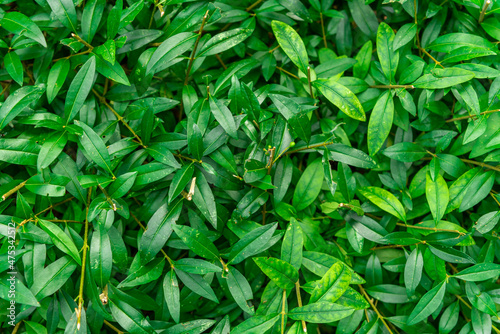 Background of small hedge leaves.