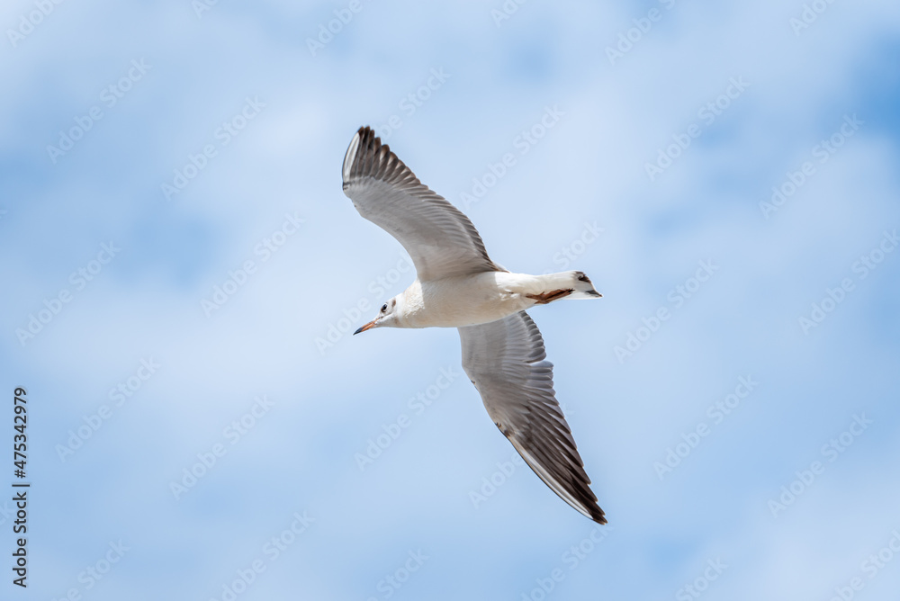 A soaring sea gull against the sky. A soaring sea gull against the sky.