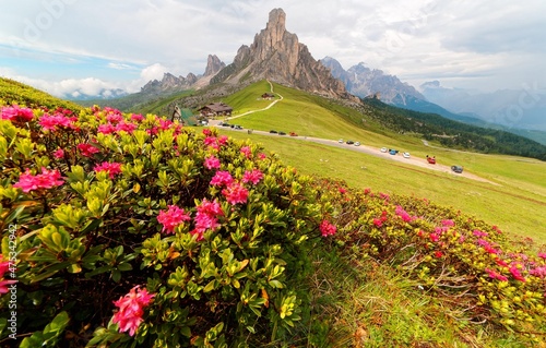 Majestic scenery of Dolomites on a cloudy summer day with rocky peaks in background, Alpine Azalea (Rhododendron) blossoms on grassy hills & a mountain highway through Passo Giau in South Tyrol, Italy