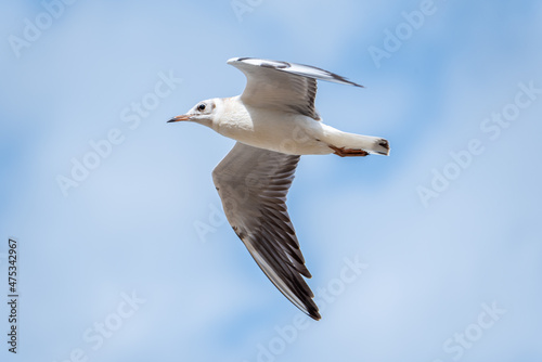 A soaring sea gull against the sky.