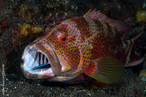 Coral Grouper doing cleaning with Bluestreak Cleaner Wrasse Labroides dimidiatus. Underwater world of Tulamben, Bali, Indonesia. photo