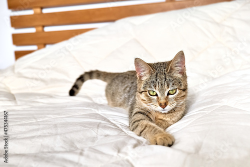Cute tabby kitten plays on white blanket on the bed. Funny home pet. Concept of relaxing and cozy wellbeing.
