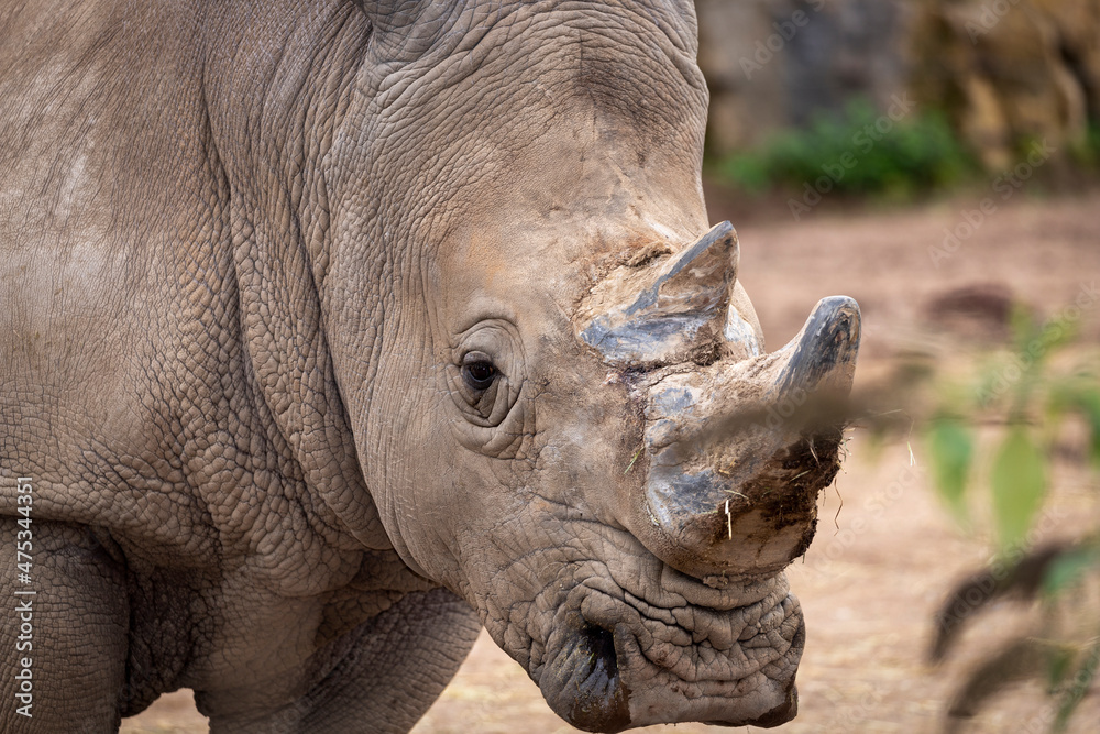 Fototapeta premium close up of a rhino