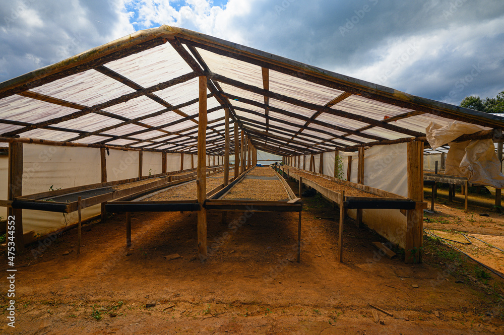 Coffee farm drying beans on trays in hangar with foof Coffee farm drying beans on trays in hangar with foof