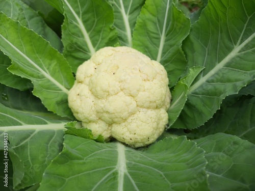 Cauliflower is one of several vegetables in the species in the genus Brassica, which is in the Brassicaceae family. Its other names Brassica oleracea, includes broccoli, Brussels sprouts,cabbage, cole