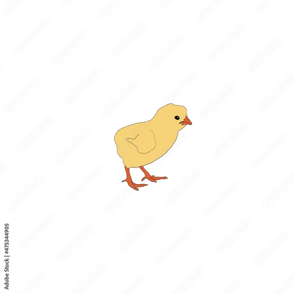 Yellow chick illustration on white background. Isolated. Farm animal. Bird. Baby hen. 