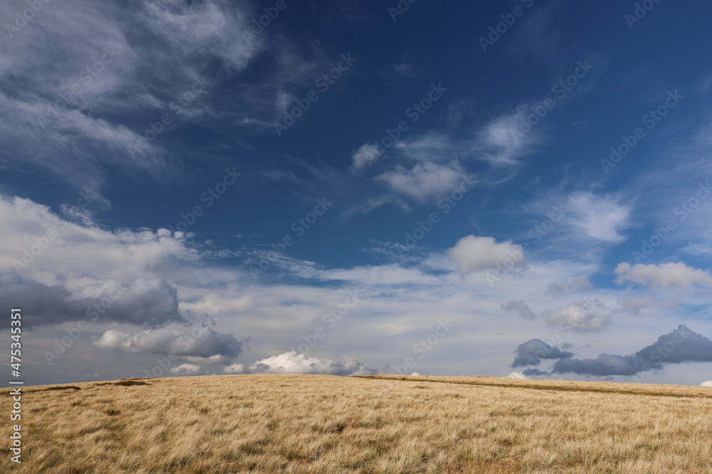Fototapeta premium Landscape with dry yellow grass developing in the wind and a deep blue sky with cumulus and feather clouds. Summer in the Carpathian Mountains. Wide angle
