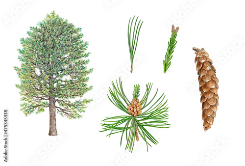 botanic realistic hand drawn watercolor illustration of eastern white pine (Pinus strobus) with tree, needles, male and female flowers and pine cone isolated on white