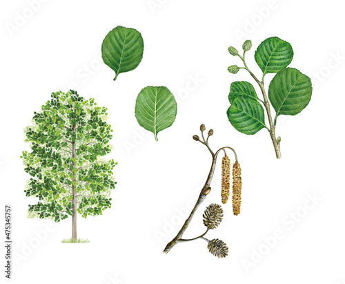 botanic realistic watercolor hand drawn illustration of Black alder (Alnus glutinosa) with tree, leaves, a branch with flowers and fruits and a branch with leaves isolated on white photo