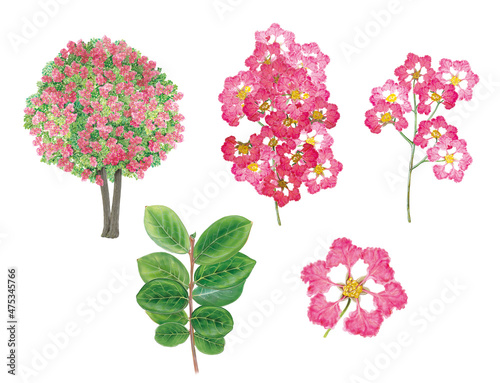 botanic realistic watercolor hand drawn illustration of Crape myrtle (Lagerstroemia) with tree, flowers, leaves isolated on white photo