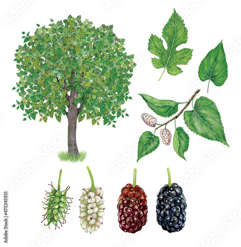 botanic realistic hand drawn illustration of White mulberry (Morus alba) with tree, leaves a branch whit berries and berries  in different stages of ripeness photo