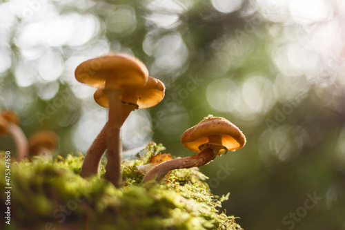 Honey mushrooms growing in the forest and illuminated by the sun. Bokeh in the background. Selective focus.