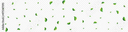 Canvas-taulu Lime Leaf Tree Vector Panoramic Transparent