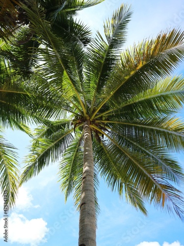 coconut tree © Nan