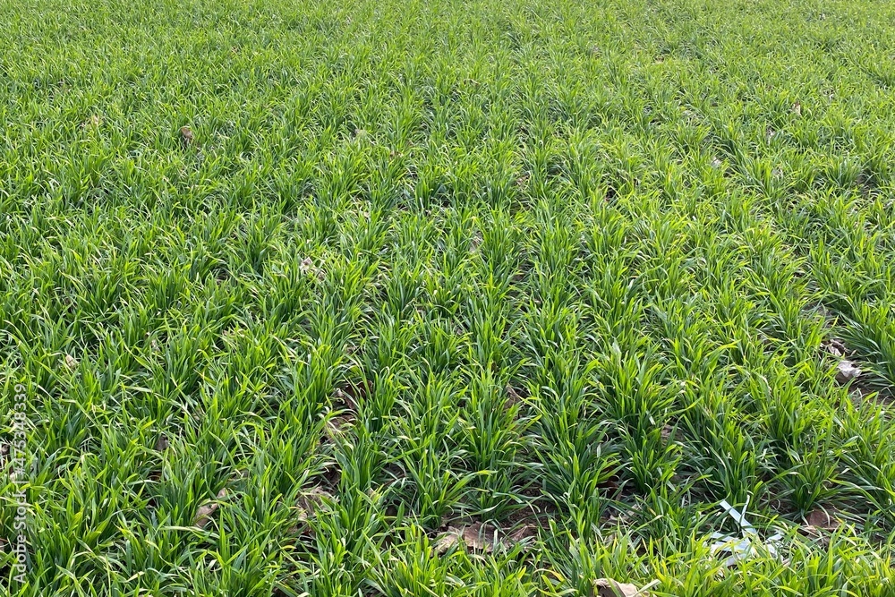 Fototapeta premium green wheat field