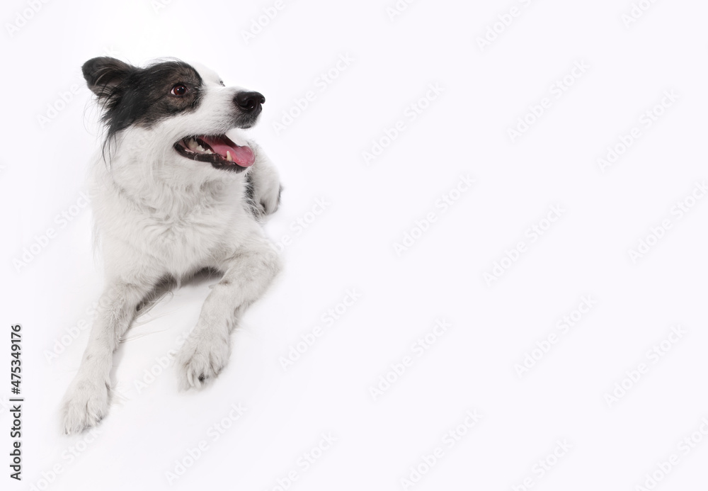Black and white mongrel dog on empty light gray background with copy space.