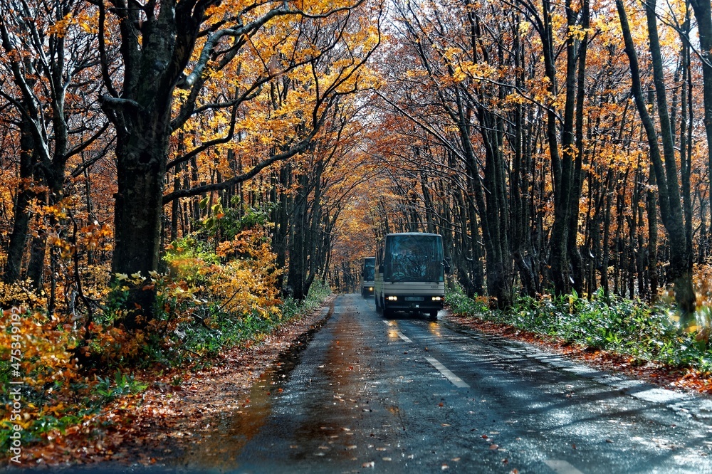 Tourist bus driving on a scenic highway ( Hakkoda Towada Gold Line ) through an autumn forest with fallen leaves on the road, in Towada Hachimantai National Park in Aomori, Northeastern Japan