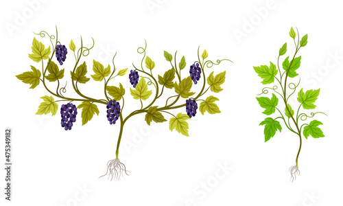 Grapevine plant growing set. Young vine seedling with green leaves and grape bunches vector illustration