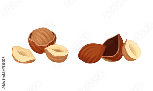 Hazelnuts set. Peeled whole and half nuts vector illustration