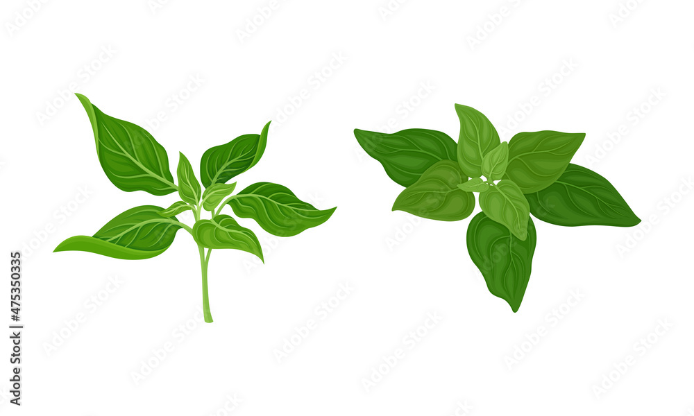 Culinary plants set. Mint, spinach fresh green herbs and spices vector illustration