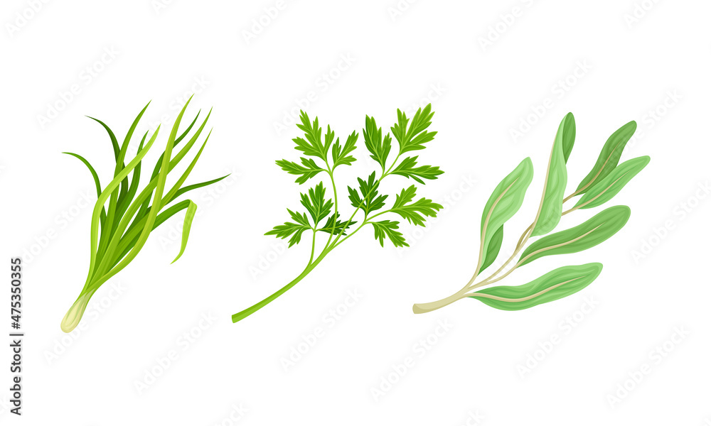 Fototapeta premium Culinary plants set. Onion, parsley, kale fresh green herbs and spices vector illustration
