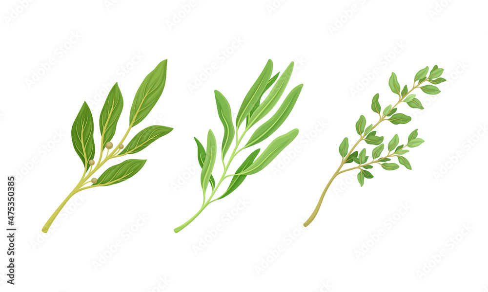 Culinary plants set. Fresh green aromatic herbs and spices vector illustration - obrazy, fototapety, plakaty 