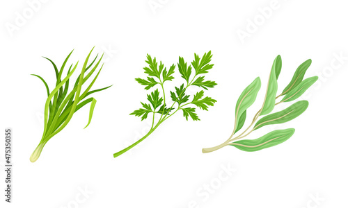 Culinary plants set. Onion, parsley, kale fresh green herbs and spices vector illustration