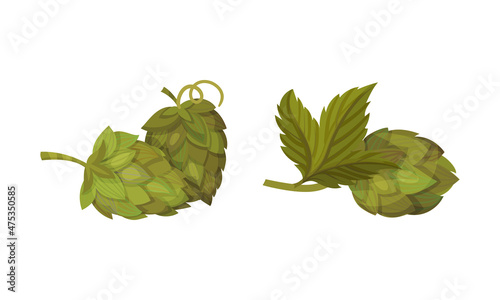 Fresh hop plant with cones and green leaves set. Organic natural malt ingredient for alcohol drinks production vector illustration