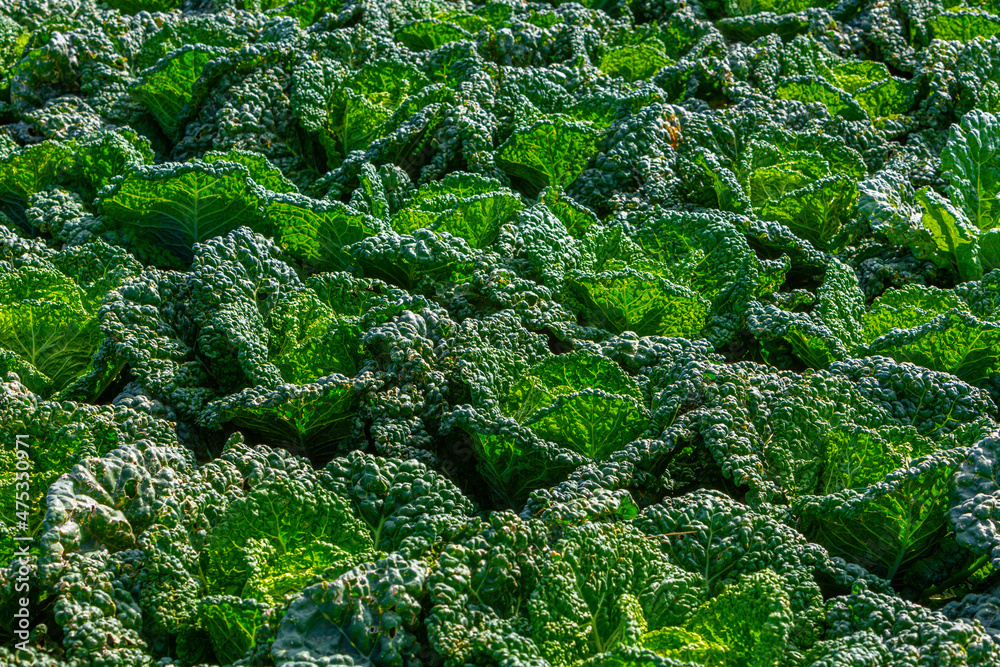 leafes of savoy cabbage as background leafes of savoy cabbage as background
