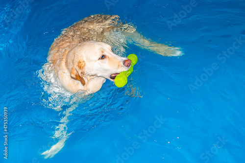 Fototapeta dog fetching a toy while swimming