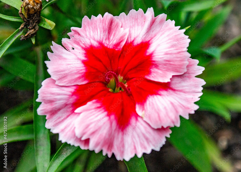 Obraz premium Flower