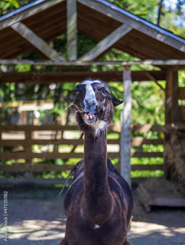 Closeup shot of a black lama on a sunny dayin Central Florida Zoo & Botanical Gardens photo