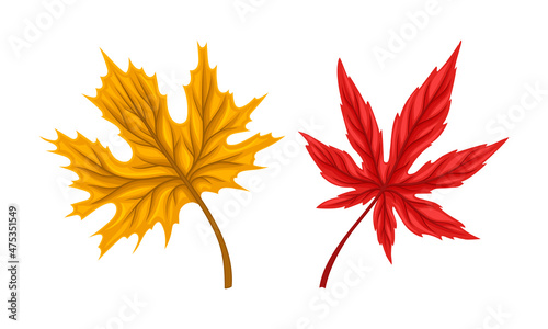 Autumn leaves set. Maple and chestnut leaf, colorful fall foliage vector illustration