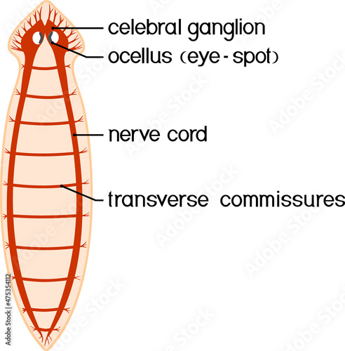 Nervous system of planaria (flatworm) isolated on white background