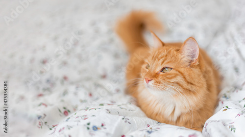 Curious ginger cat is lying in bed. Fluffy pet is relaxing on white linen. Funny domestic animal.