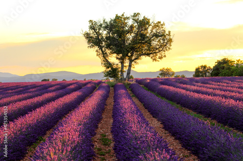Frankreich, Provence, Alpes-de-Haute-Provence, Lavendelfeld auf dem Palteau de Valensole
