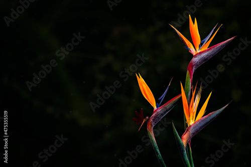 Bird of paradise flower colorful and fresh with dragonfly on a dark backgound  photo