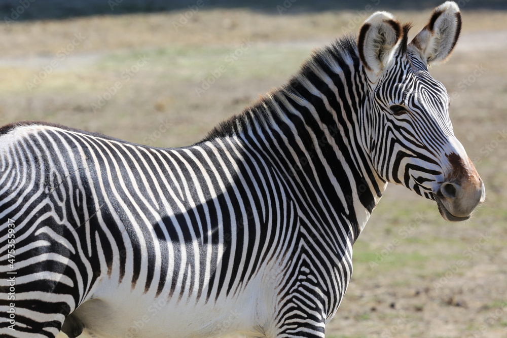 zebra