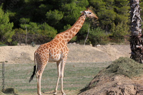 giraffe with long neck in africa