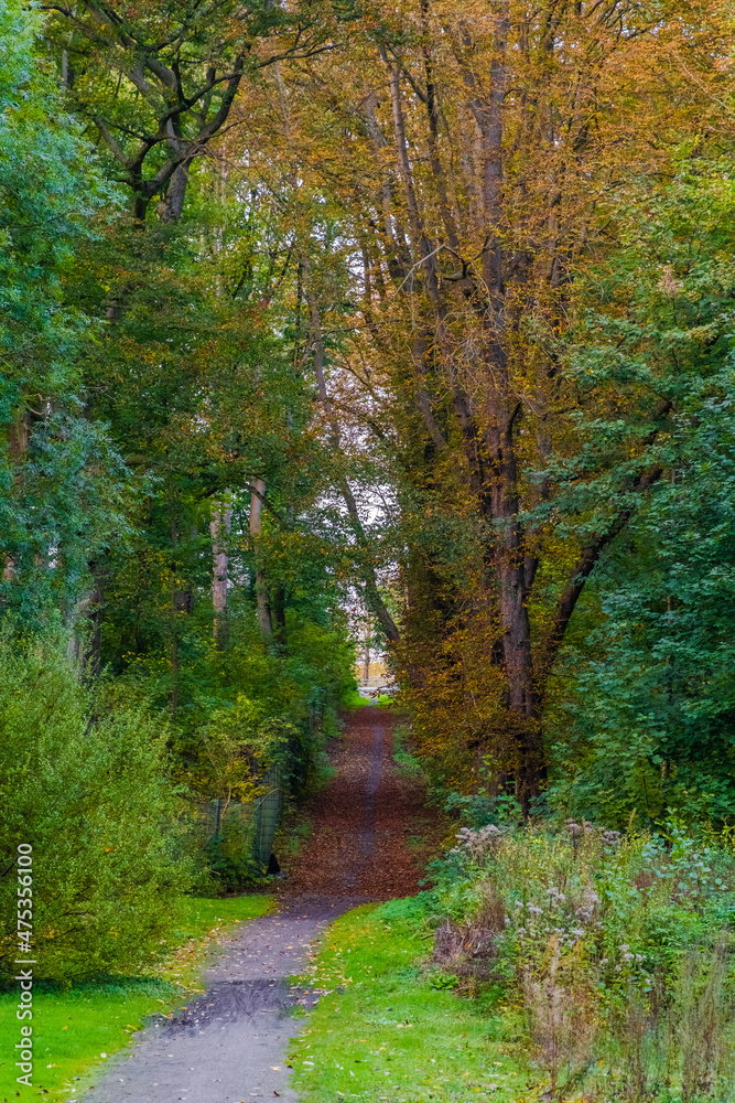 path in autumn forest
