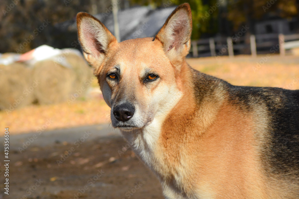 Fototapeta premium Large yard dog, close-up. The head of a stray dog. Sad dog eyes.