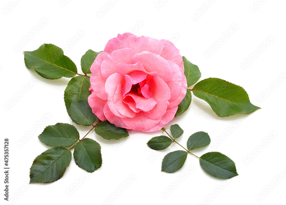 Naklejka premium Beautiful pink roses.