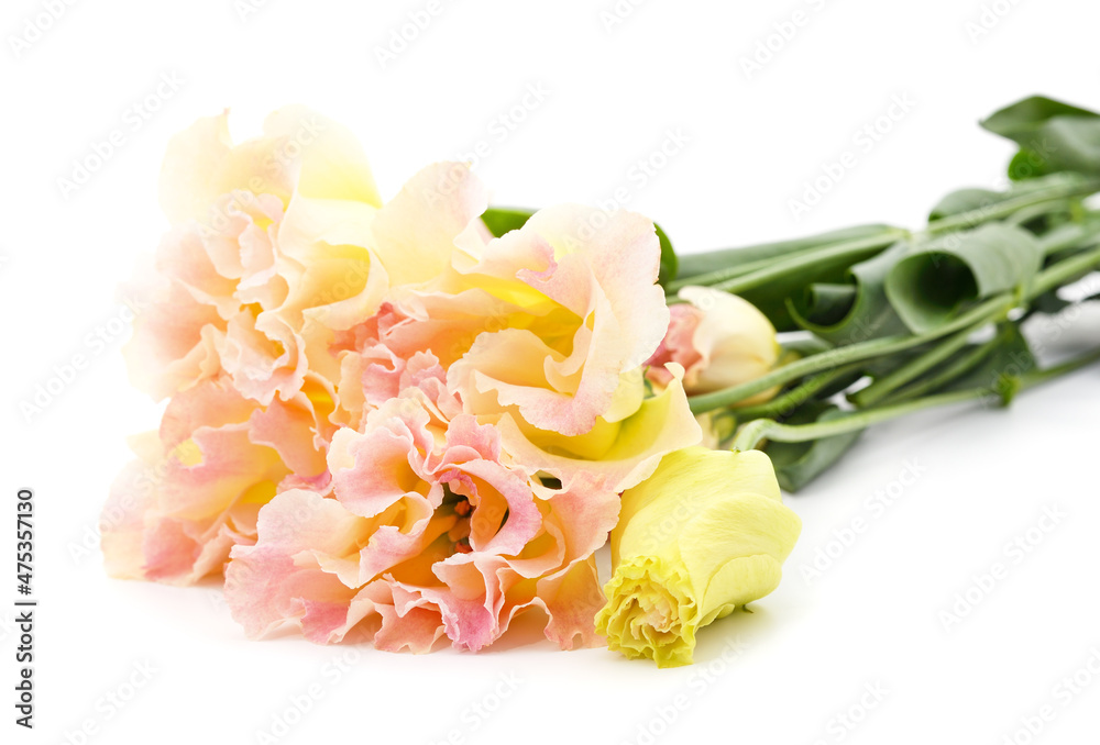 Obraz premium Beautiful pink eustoma.