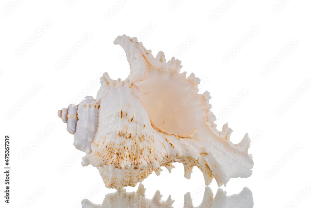 One sea shell, close-up, isolated on white. One sea shell, close-up, isolated on white.