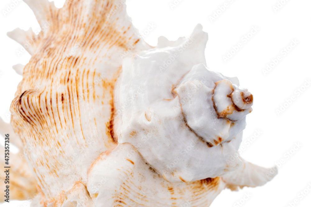 One sea shell, close-up, isolated on white. One sea shell, close-up, isolated on white.