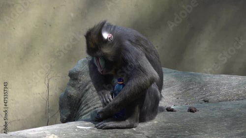 Slow motion movie. The mandrill monkey studies the plastic bottle then takes it in its mouth and leaves.
