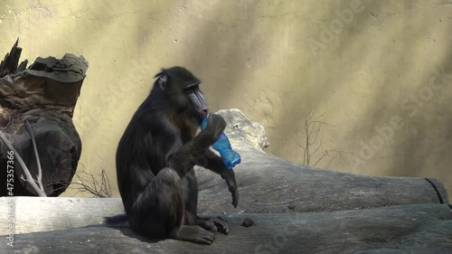 Slow motion video. The mandrill monkey carries a plastic bottle in his mouth and then sits on it and studies it.