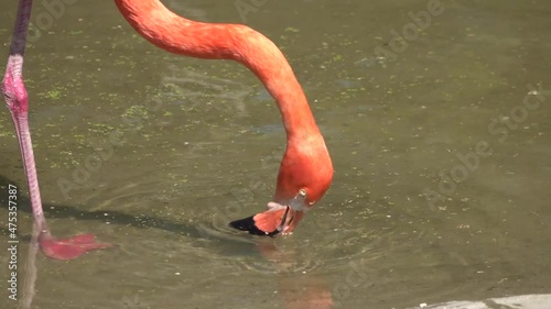 pink flamingo drinks water