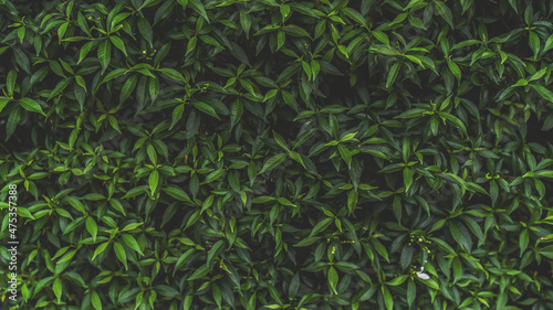 Green leaves pattern background  Natural background and wallpaper. in Phuket Thailand.