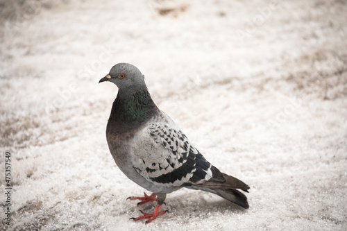 Pigeon in the snow